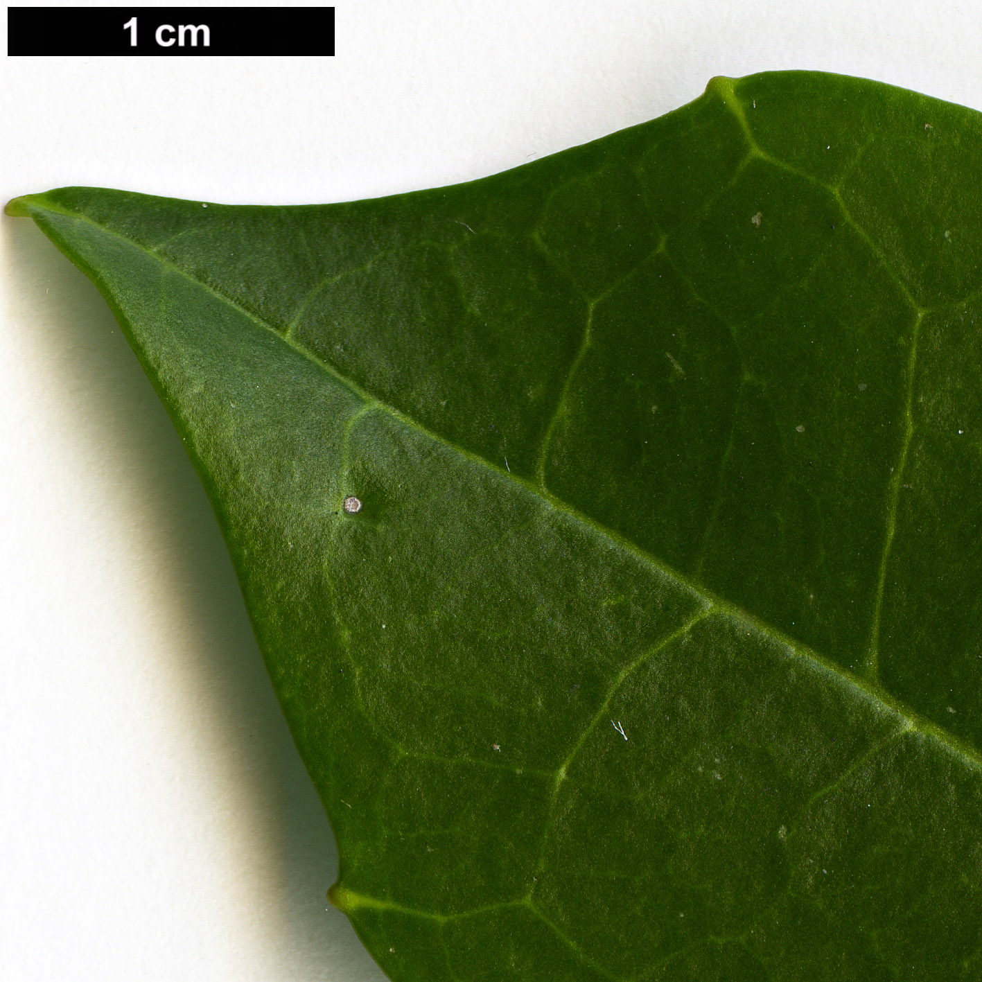 High resolution image: Family: Garryaceae - Genus: Aucuba - Taxon: japonica - SpeciesSub: var. borealis